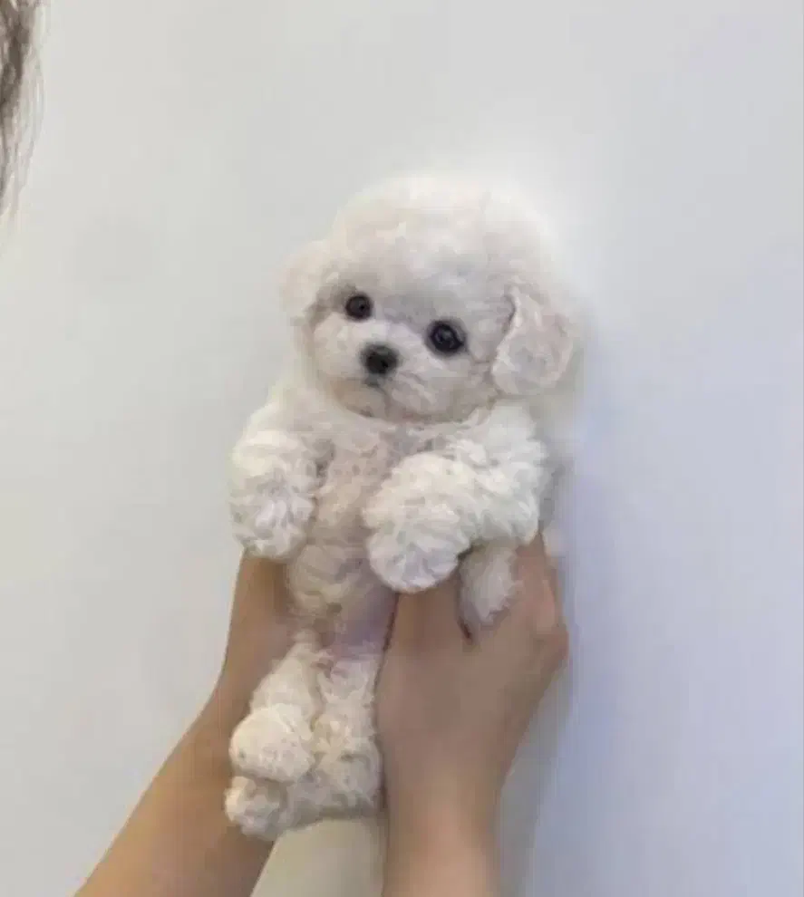 واگذاری نی نی سگ توله|سگ|تهران, صادقیه|دیوار