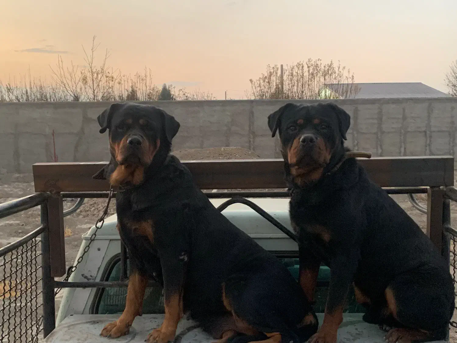 یک جفت روتوایلر پوزه دلقکی|سگ|تهران, شهرک آتی شهر|دیوار