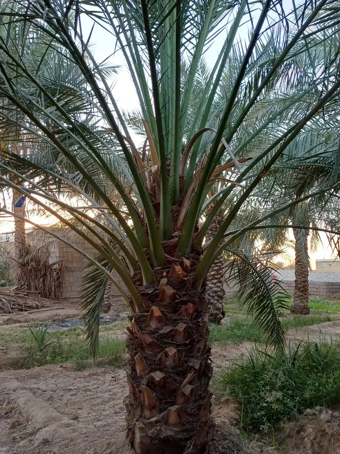 بچه نخل برحی|گل و گیاه طبیعی|چمران, |دیوار