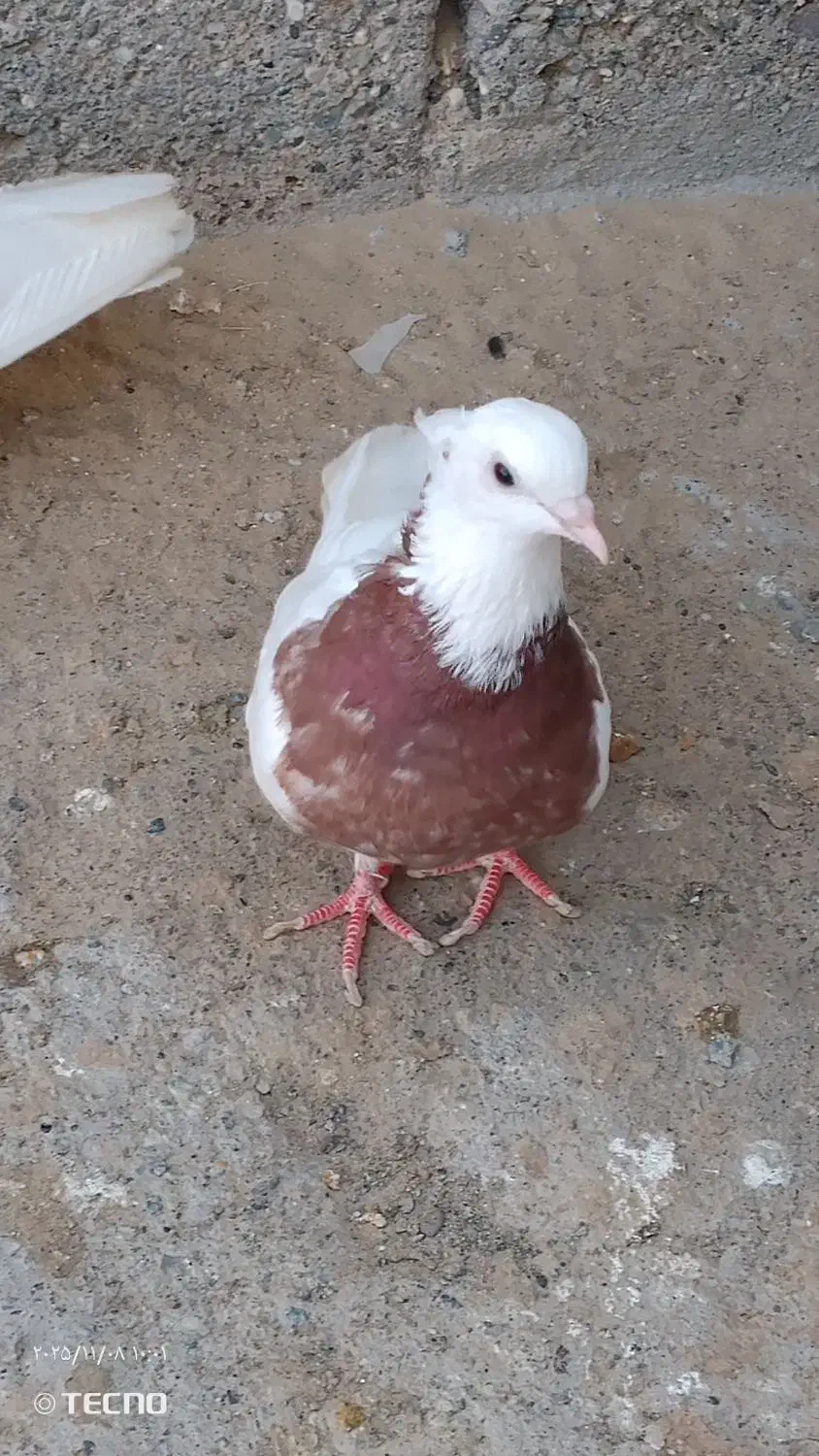 کفتر یا کبوتر طوقی ماده|پرنده|میناب, |دیوار