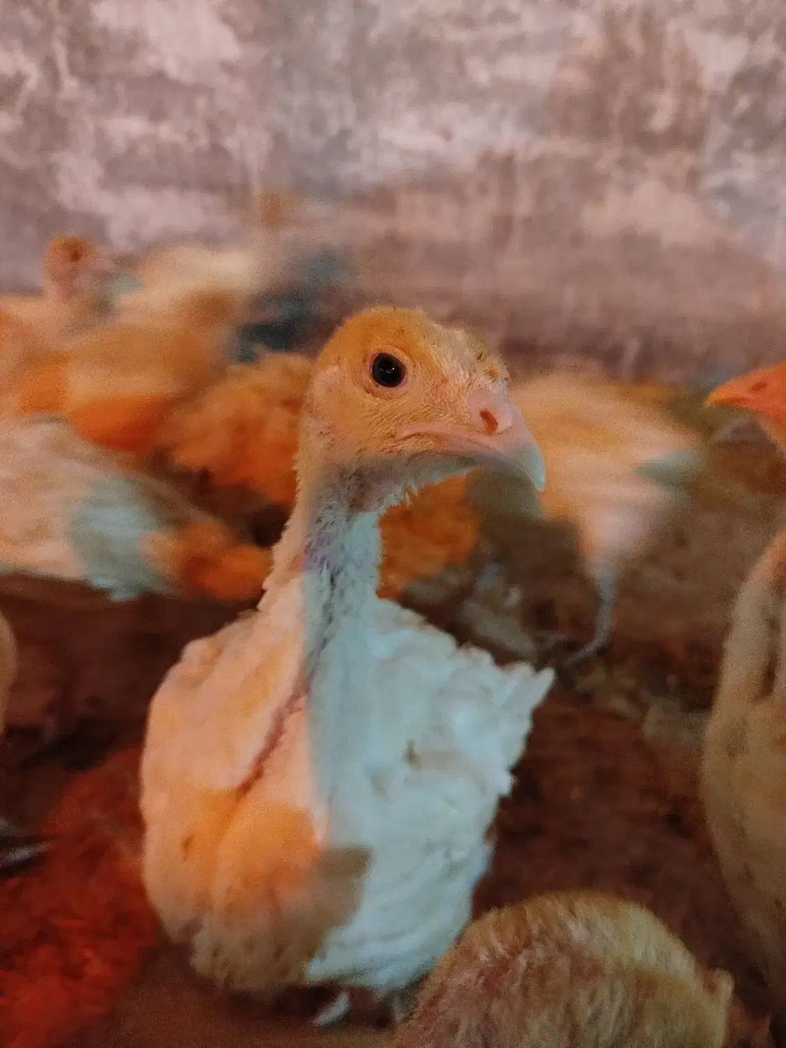 جوجه بوقلمون بیوتی6 فوق سنگین 43روزه ارسال رایگان|حیوانات مزرعه|مشهد, سازمان آب|دیوار