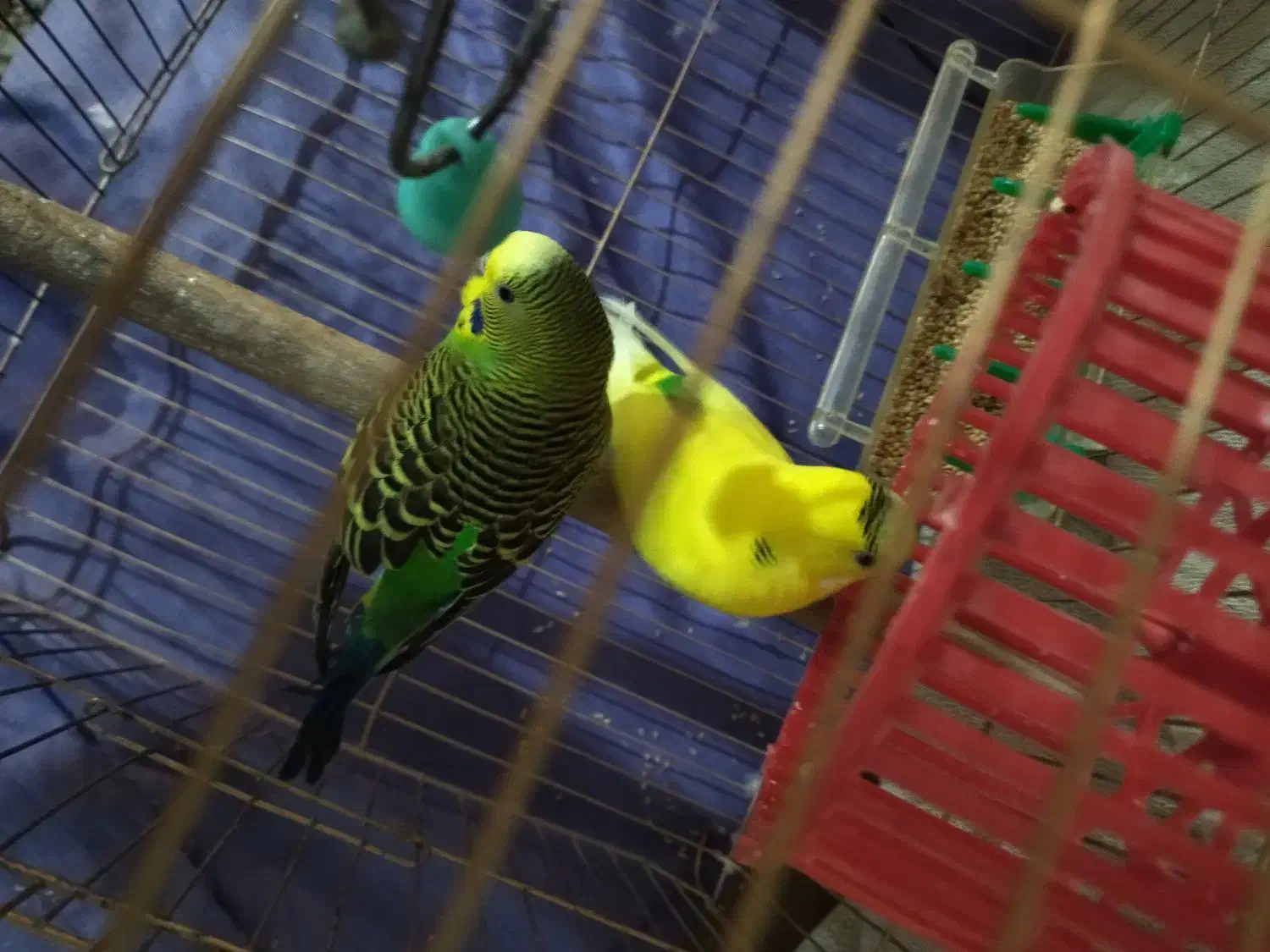 مرغ عشق|پرنده|فردیس, سپید دشت|دیوار