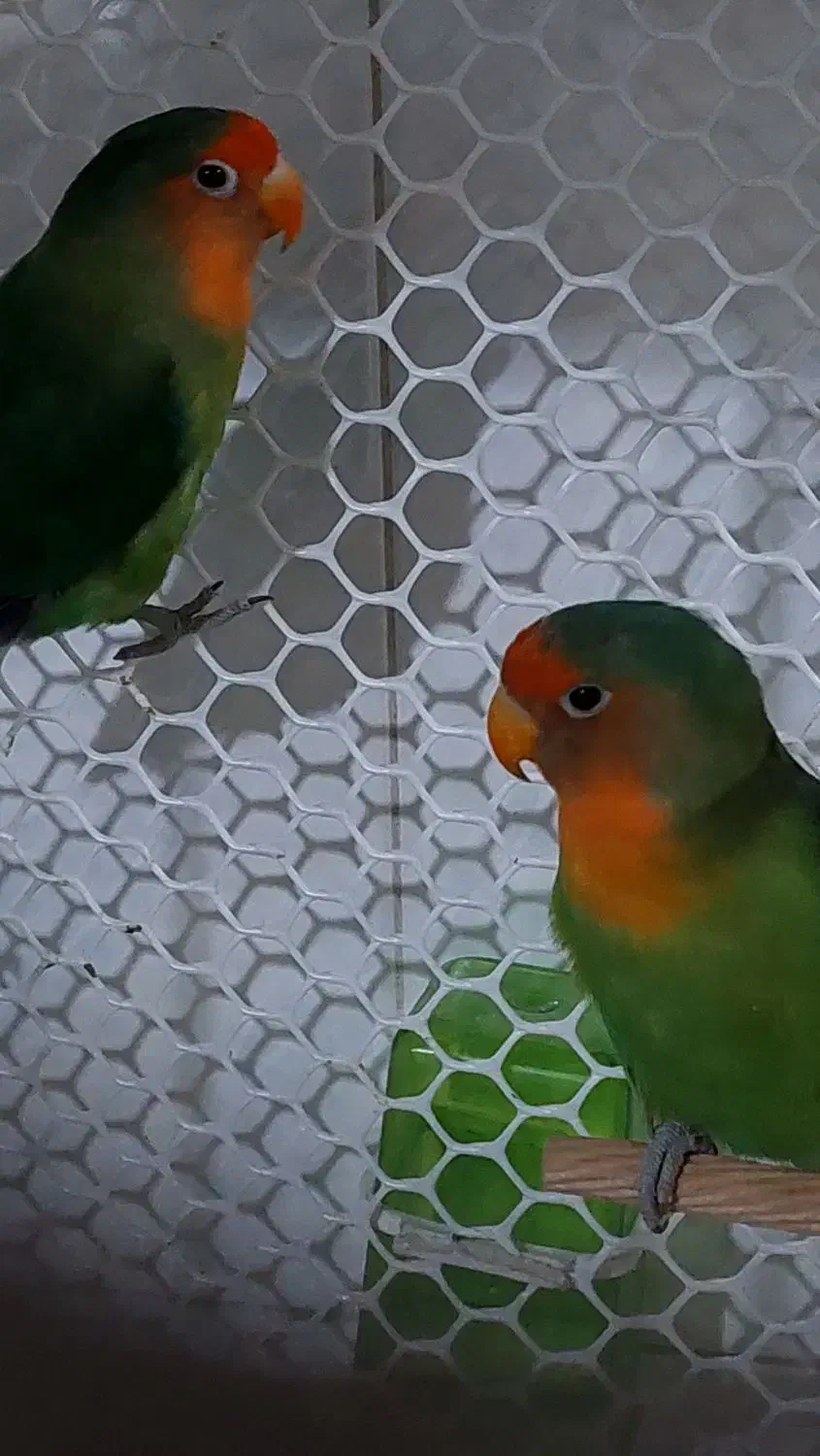 یک جفت کوتوله برزیلی معاوضه با عروس هلندی یا فروش|پرنده|قرچک, زیبا شهر|دیوار