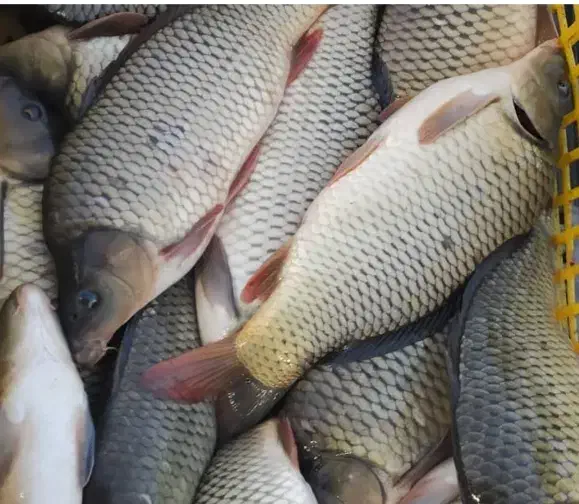 ماهی و برنج|خوردنی و آشامیدنی|ری, دولت‌آباد|دیوار