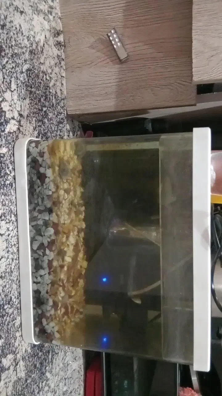 اگواریوم|ماهی|بندرعباس, |دیوار