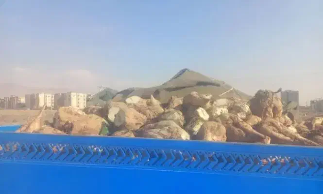 فروش چغندرقندی|عمده‌فروشی|طاغنکوه, |دیوار