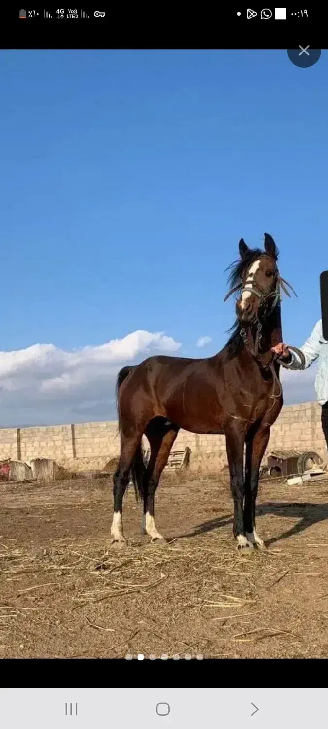 سن ۵.۶|اسب و تجهیزات اسبسواری|بازرگان, |دیوار