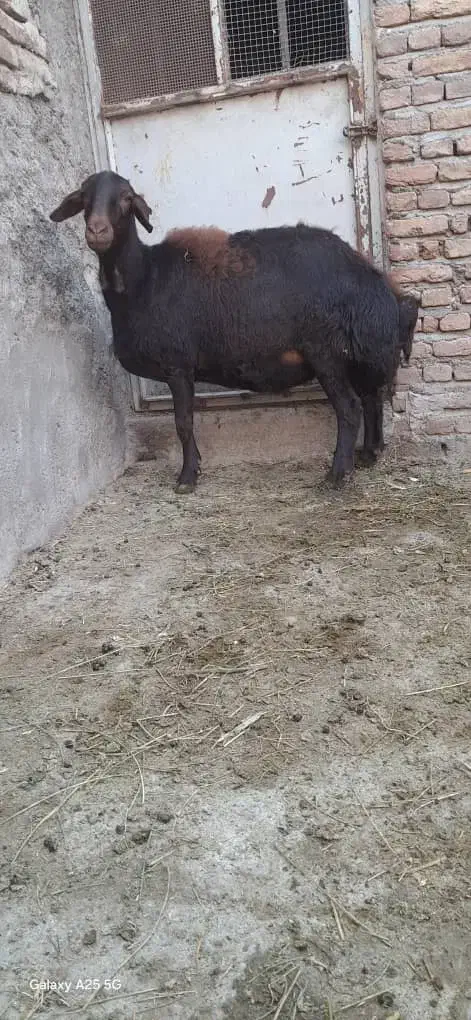 گوسفند ماده|حیوانات مزرعه|خسروشاه, |دیوار