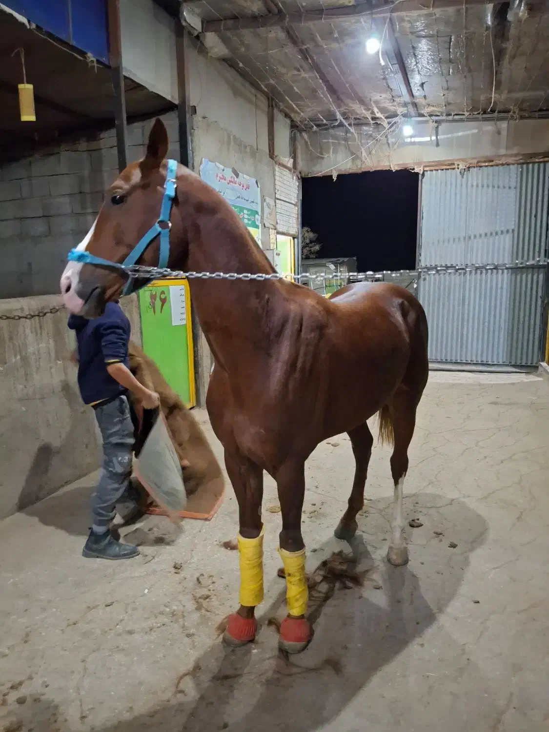 اسب ترکمن نریان|اسب و تجهیزات اسب‌سواری|سبزوار, قصبه غربی|دیوار