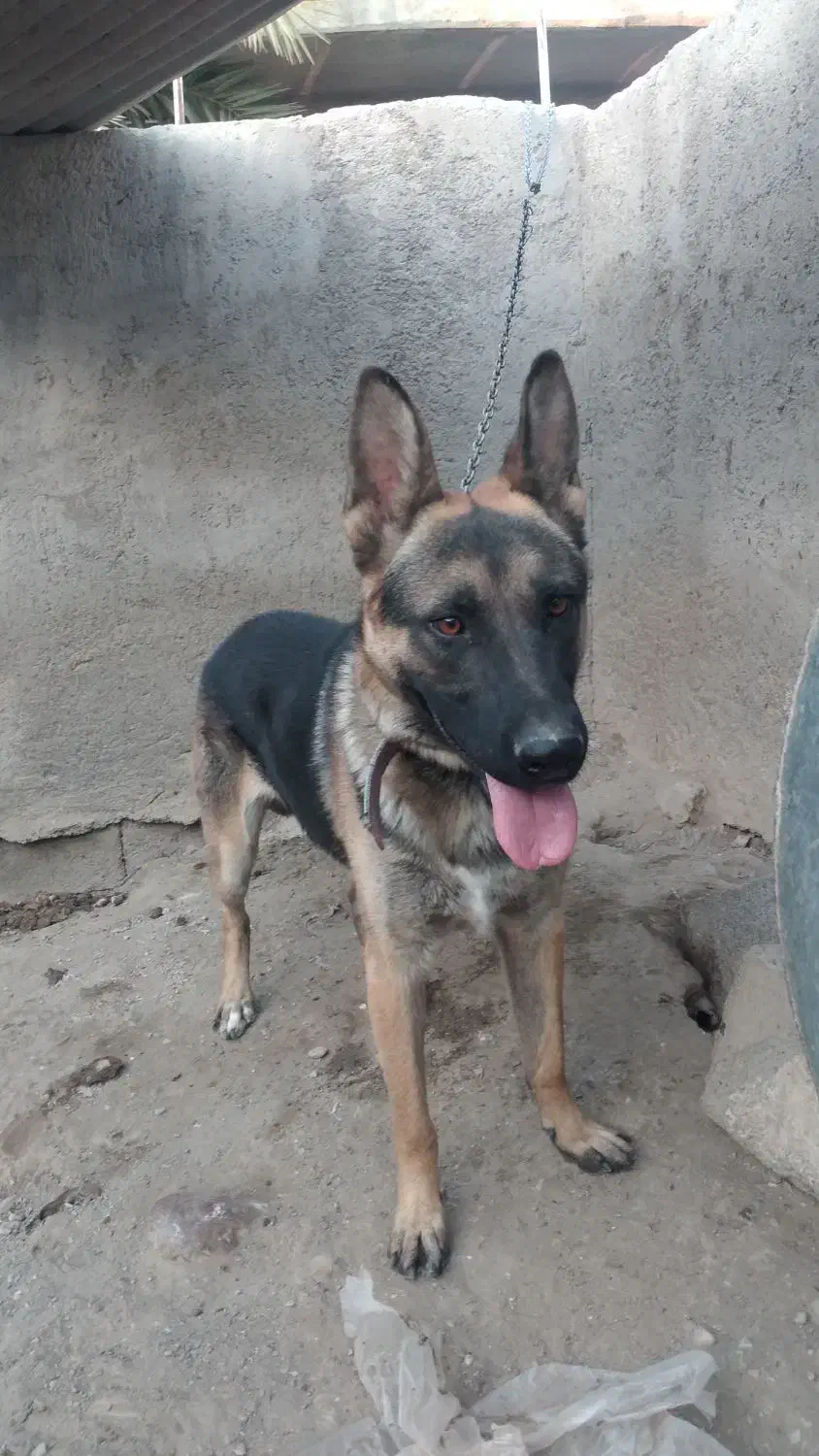 سگ ژرمن|سگ|ارزوئیه, |دیوار