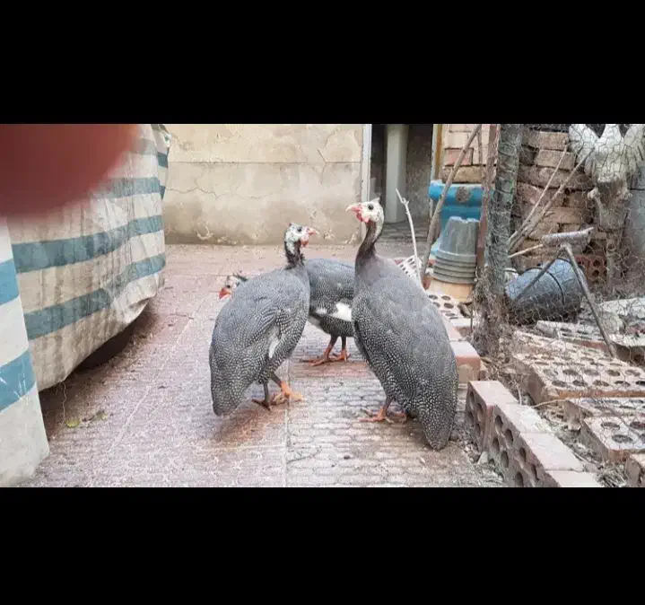 مرغ شاخدار|حیوانات مزرعه|پلدختر, |دیوار