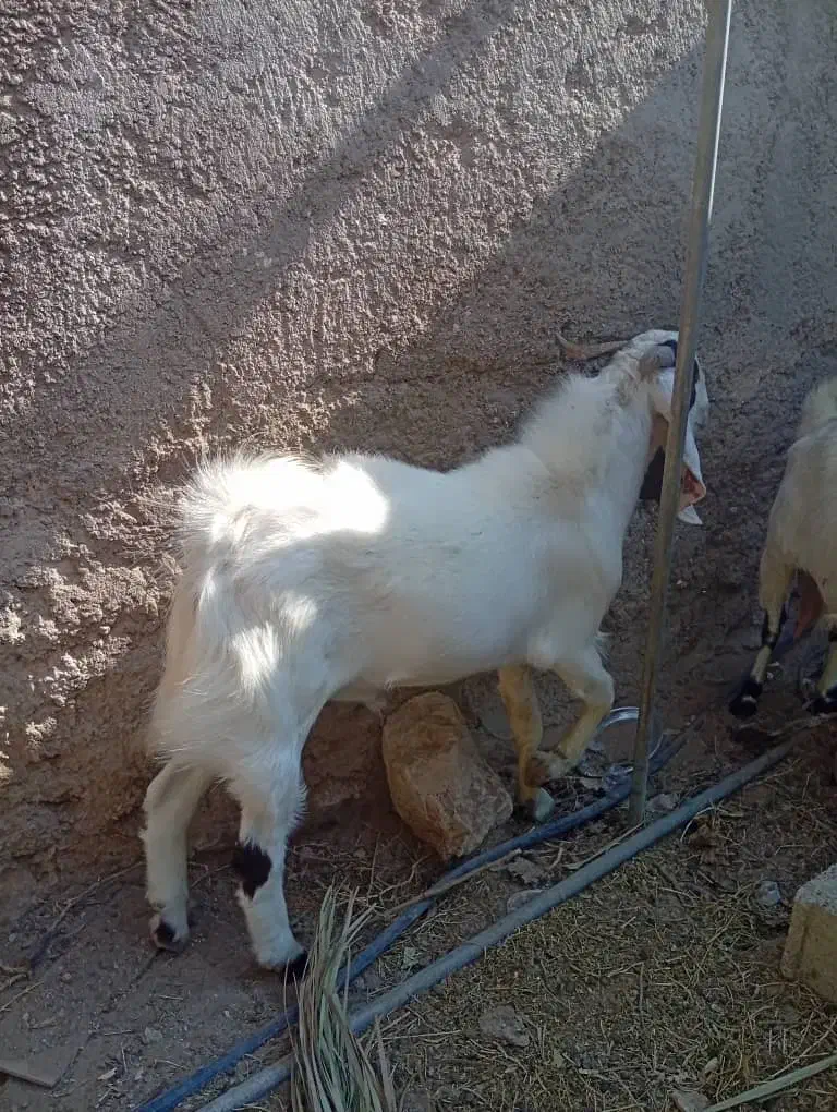 یک عدد کهره پاکستانی نر هست نژاد خوب|حیوانات مزرعه|دلوار, |دیوار