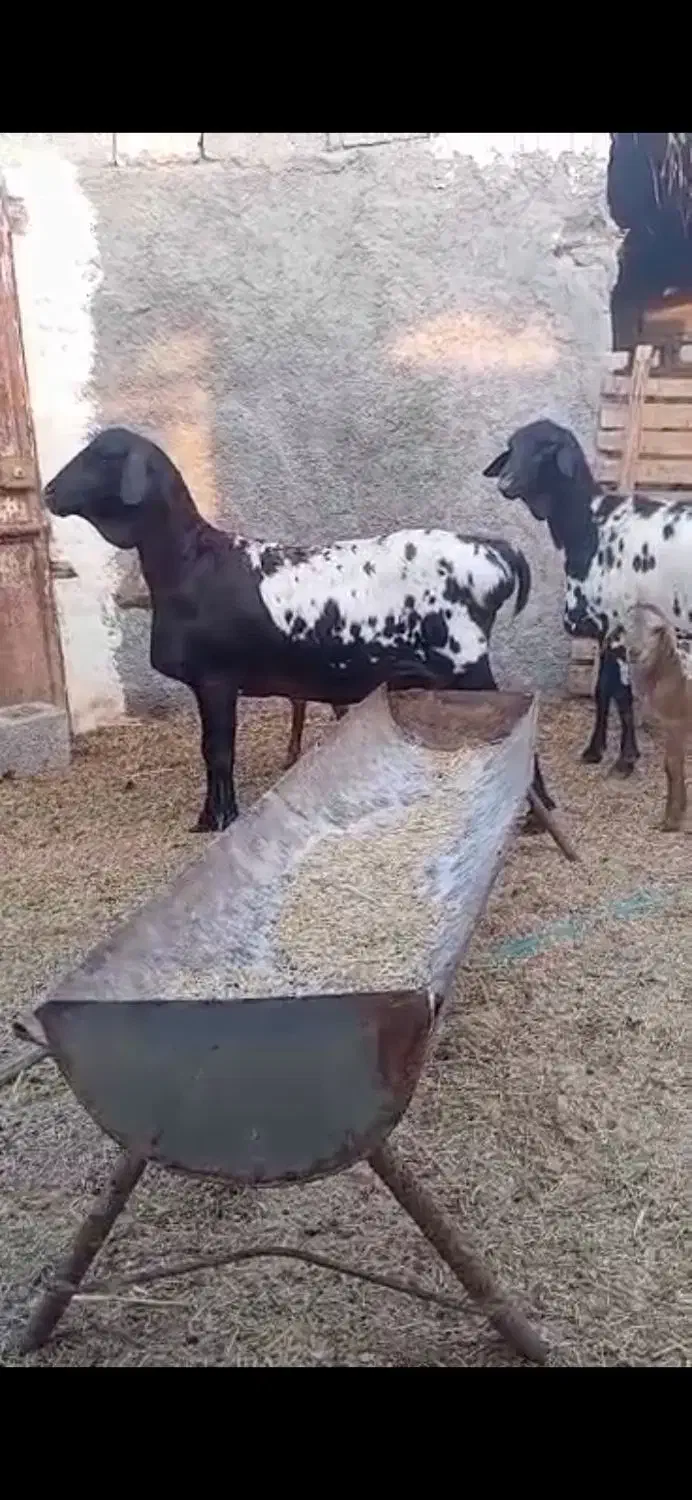 بره و میش آفریقایی|حیوانات مزرعه|رشت, کوی مهر|دیوار