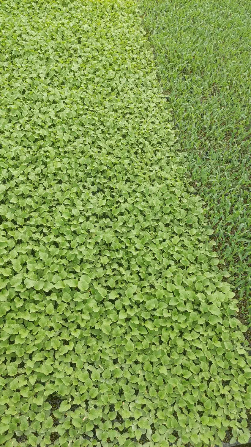 نشا|خدمات باغبانی و درختکاری|پیشوا, |دیوار