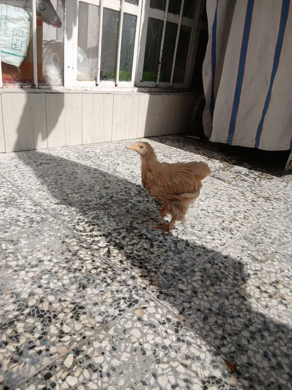 مرغ|حیوانات مزرعه|شیراز, لب آب|دیوار