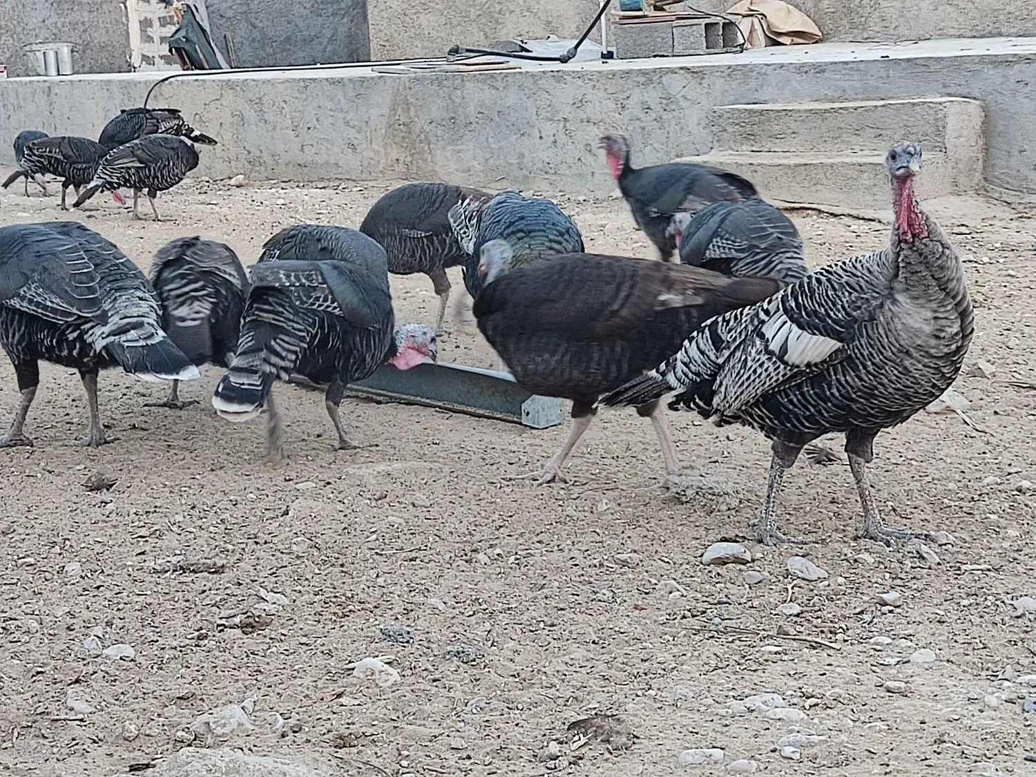 بوقلمون|حیوانات مزرعه|چغادک, |دیوار