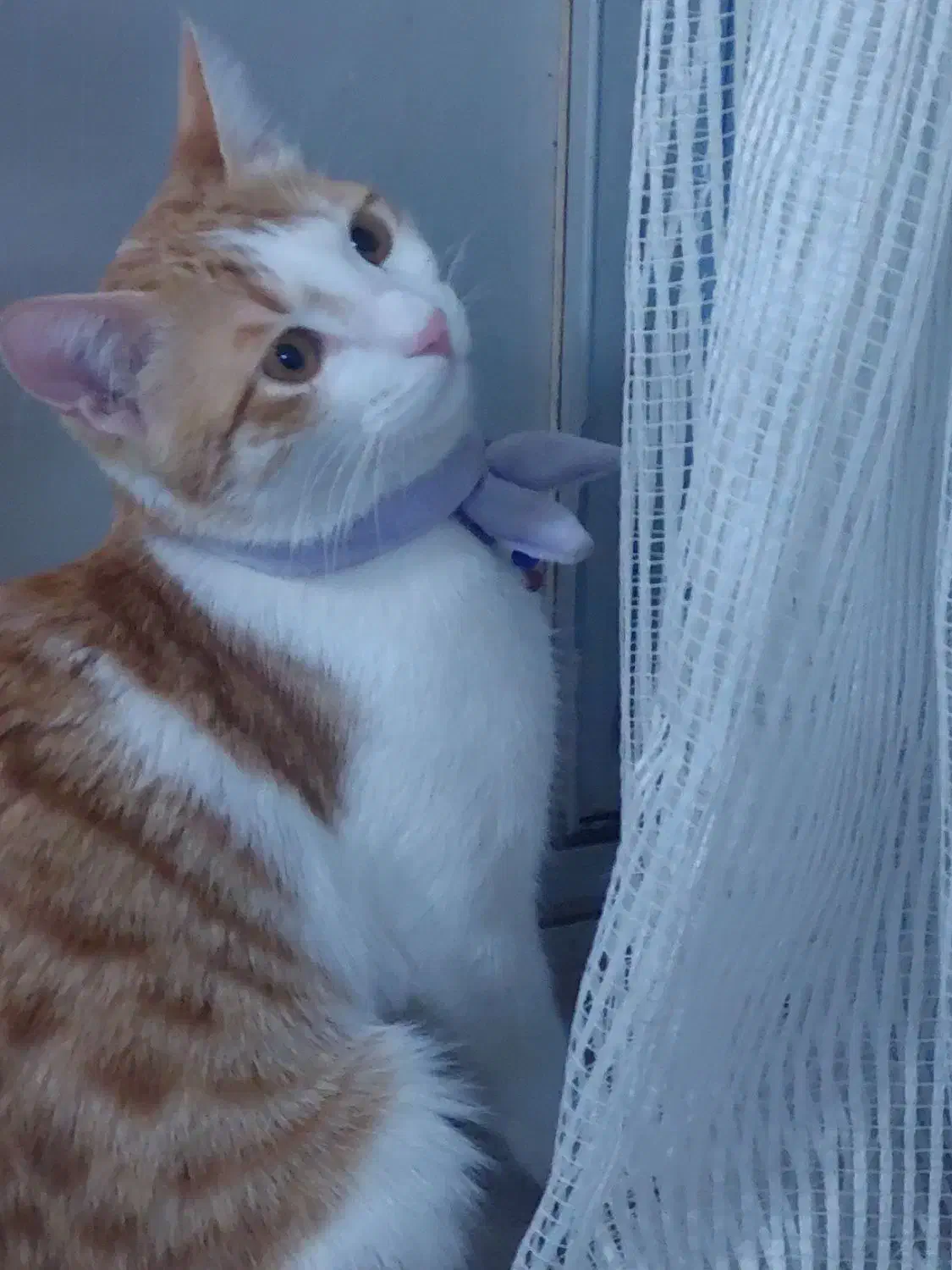 عقیم سازی|گربه|رشت, منظریه|دیوار