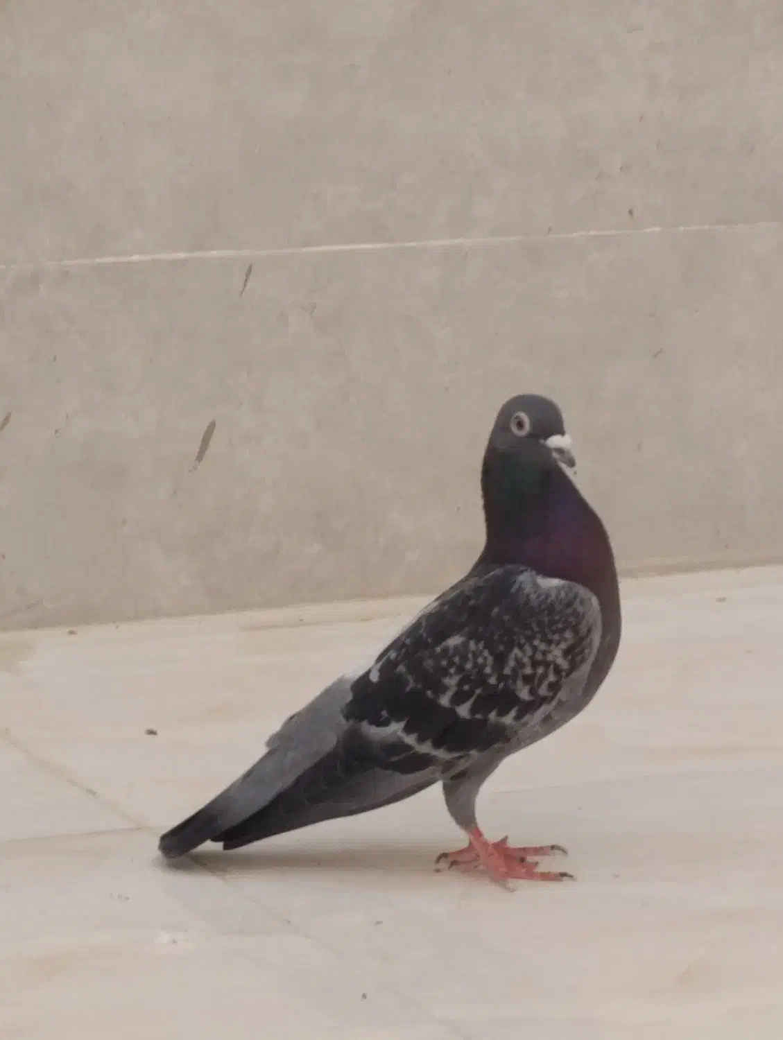 کبوتر|پرنده|ایذه, |دیوار