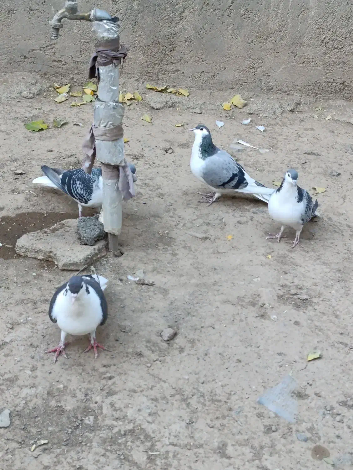 کفتر / کبوتر /صده|پرنده|سبزوار, امیر کبیر|دیوار