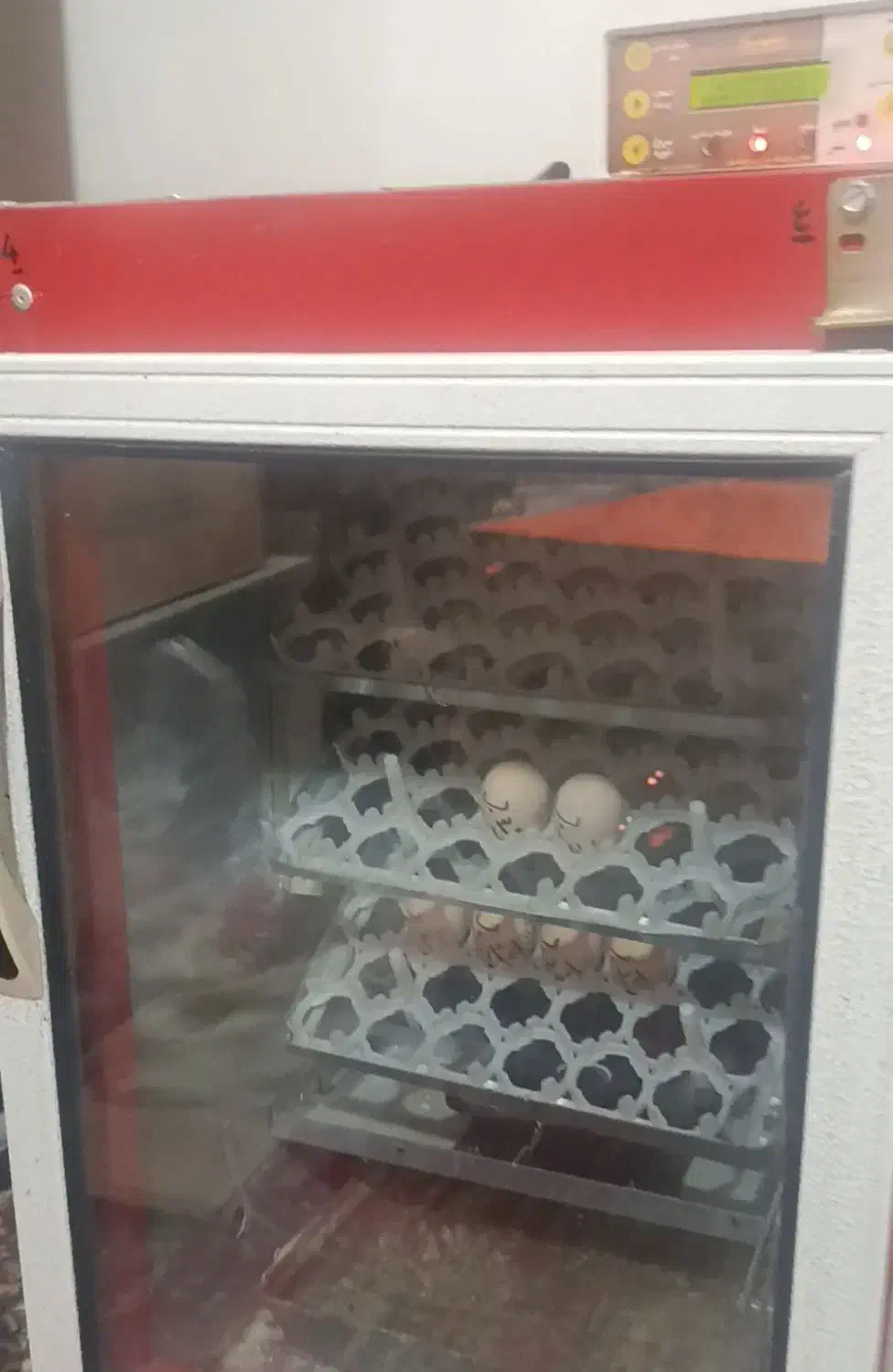 تخم مرغ|حیوانات مزرعه|خسروشاه, |دیوار