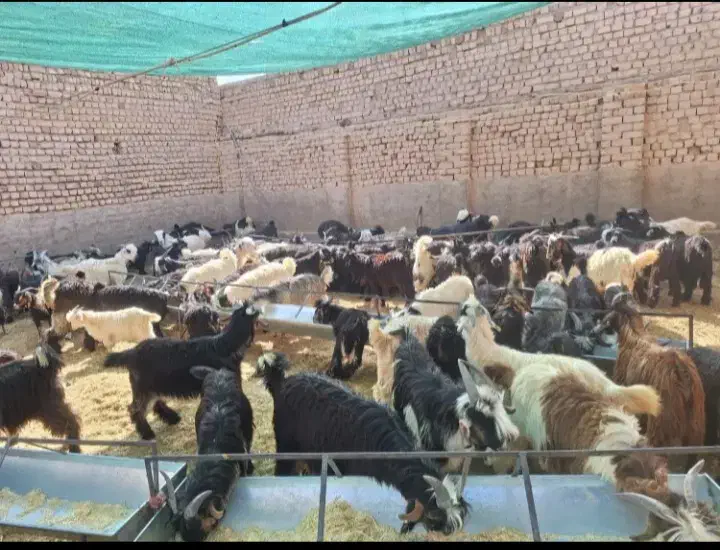 کهره|حیوانات مزرعه|جهرم, |دیوار