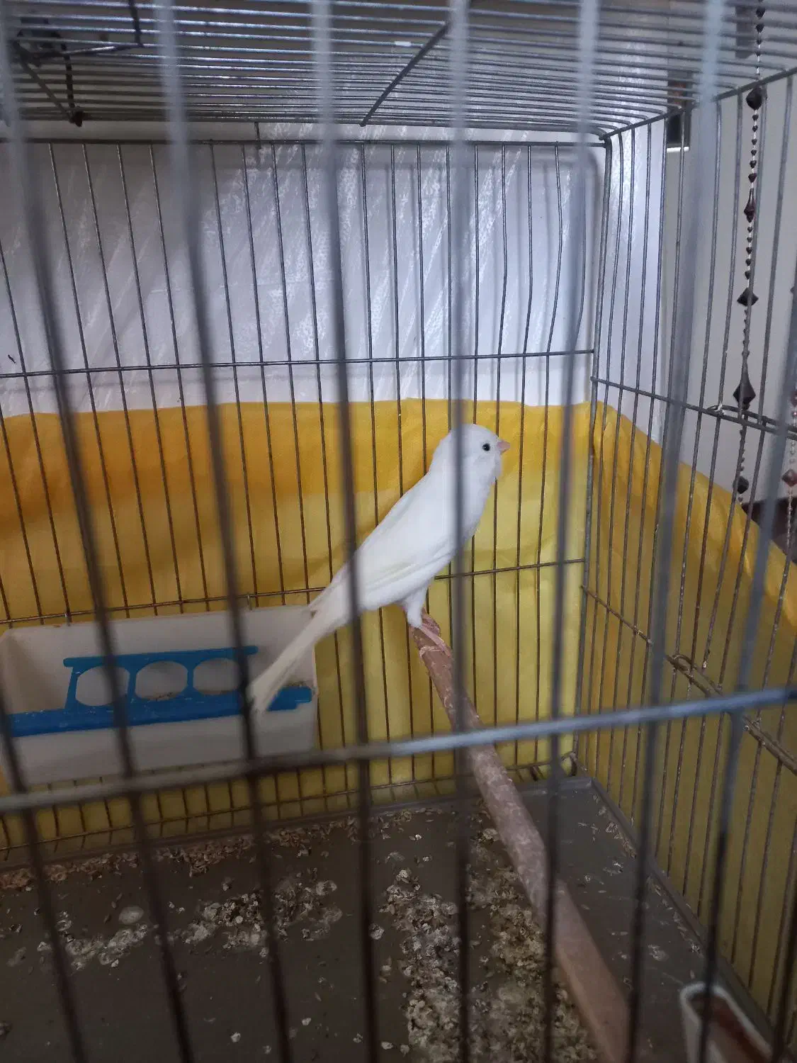 دو عدد قناری نر ویک ماده بفروش می رسد|پرنده|بیجار, |دیوار