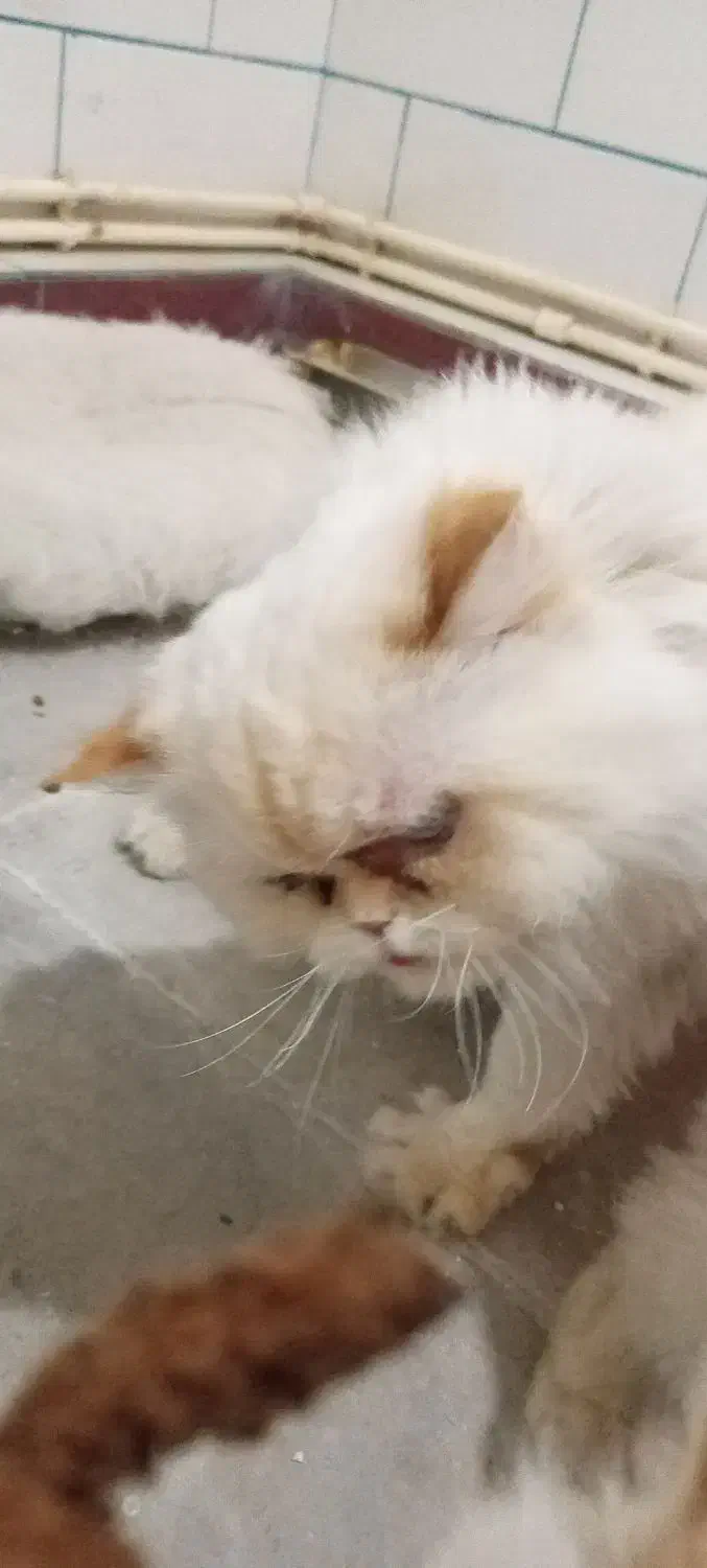 گربه پرشین هیمالین نر قیمت 6تومن مقطوع|گربه|کرمان, |دیوار