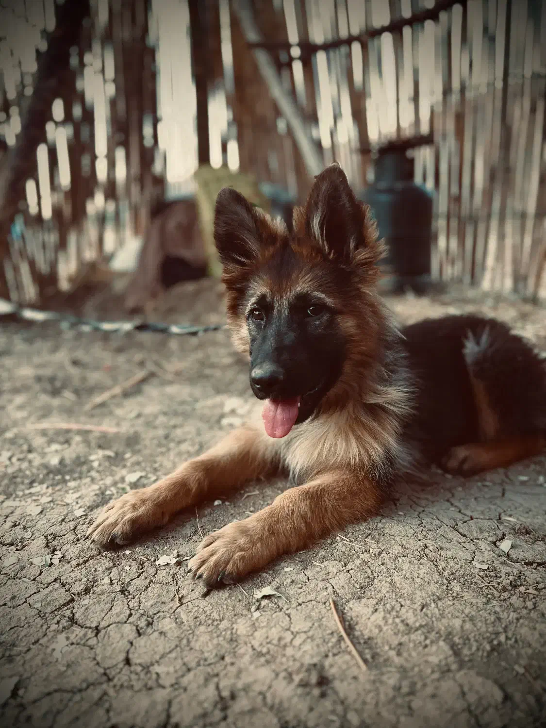 ژرمن شولاین|سگ|یاسوج, |دیوار