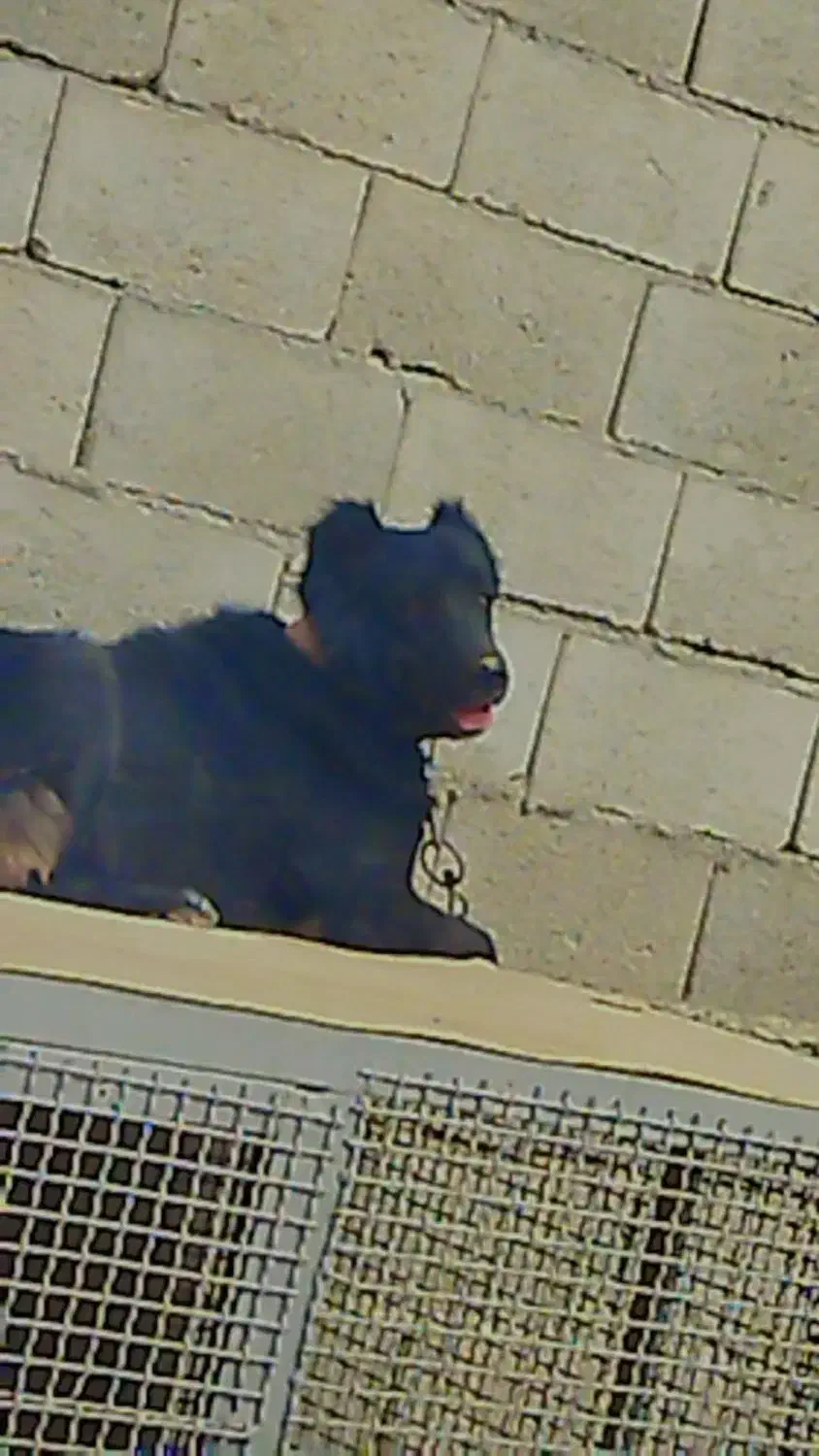 واگذاری سگ قهدریجانی|سگ|نجفآباد, جلال آباد|دیوار