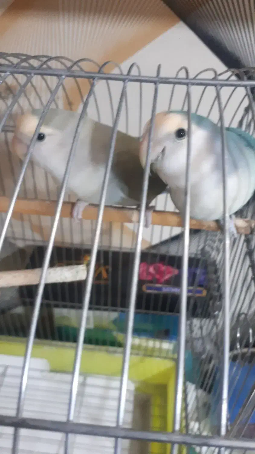 برزیلی با قفس|پرنده|ملارد, |دیوار