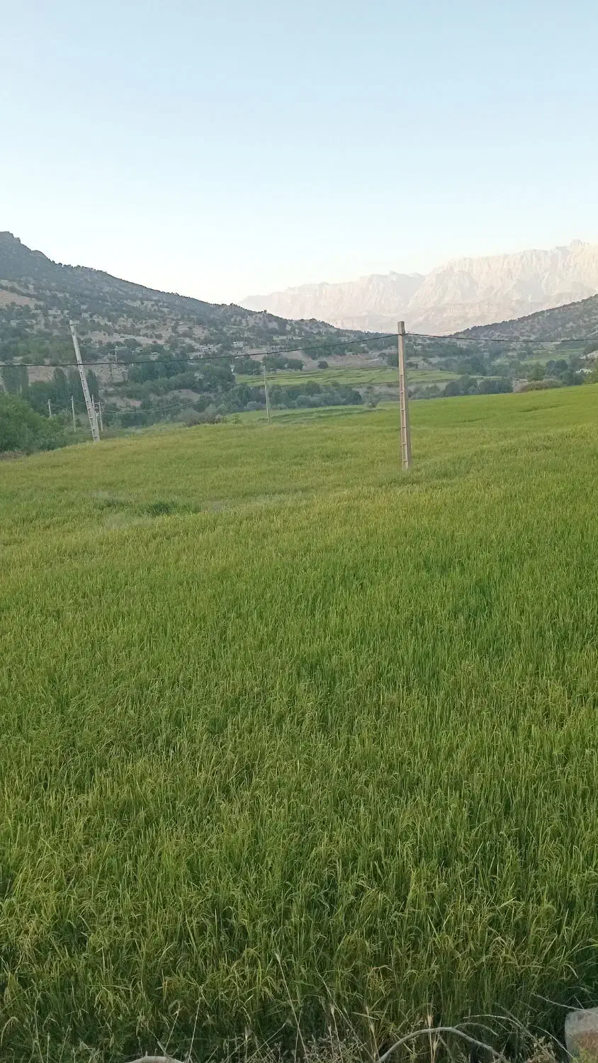 کمباین|خودرو سنگین|یاسوج, |دیوار