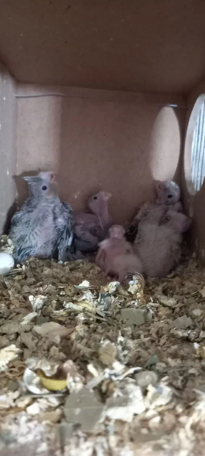 جوجه عروس سرلاکی|پرنده|دماوند, دماوند|دیوار