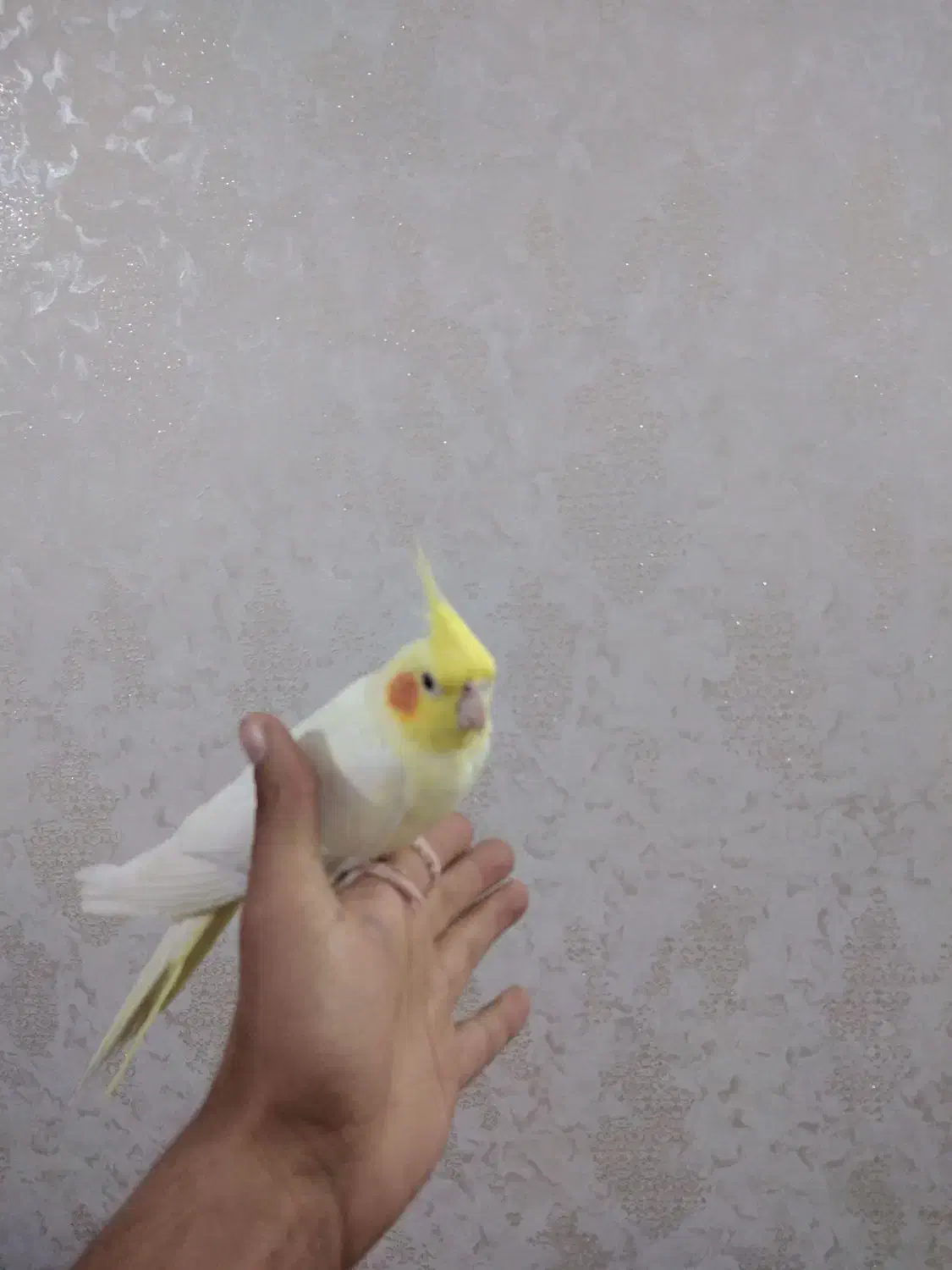 عروس هلندی|پرنده|سبزوار, هویزه|دیوار