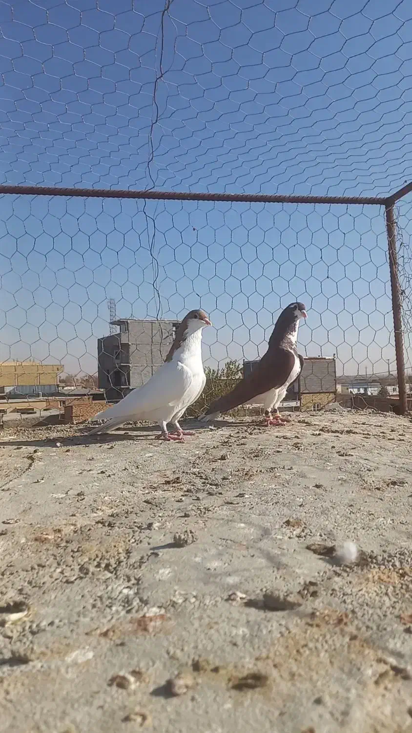 کبوتر کفتر خوشرنگ سرخ وشسطی زرد|پرنده|شال, |دیوار