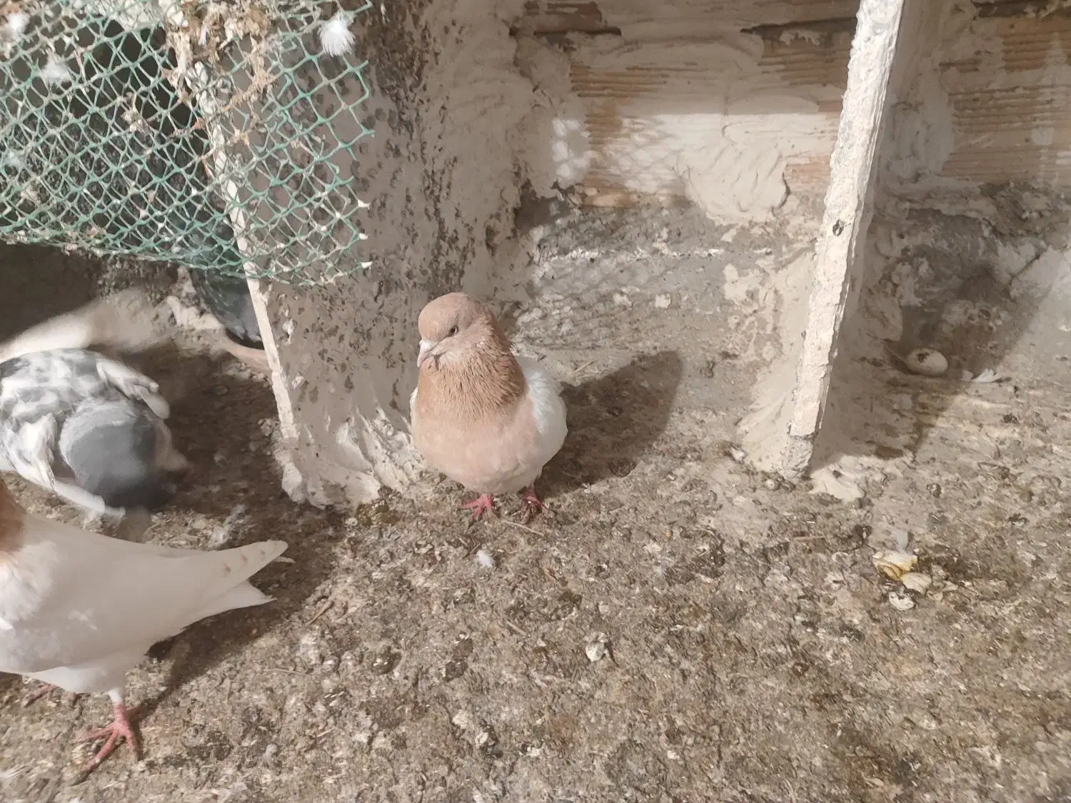 کبوتر باشی ساری|پرنده|گرمی, |دیوار