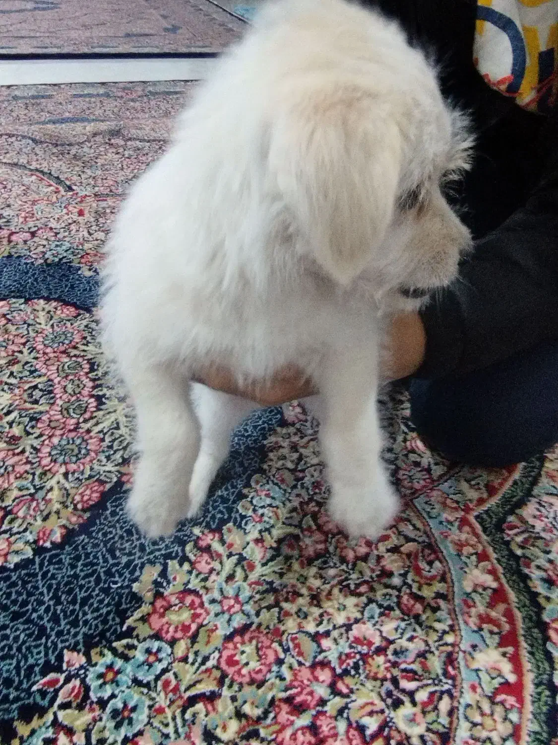 سگ پاکوتاه|سگ|مشهد, طلاب|دیوار