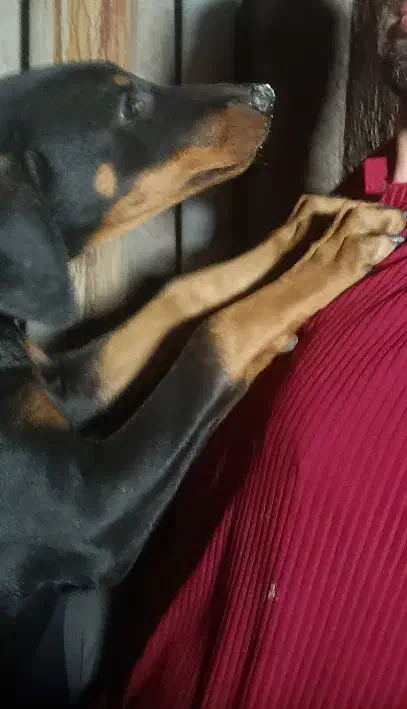 دوبرمن اصیل|سگ|مشهد, احمدآباد|دیوار