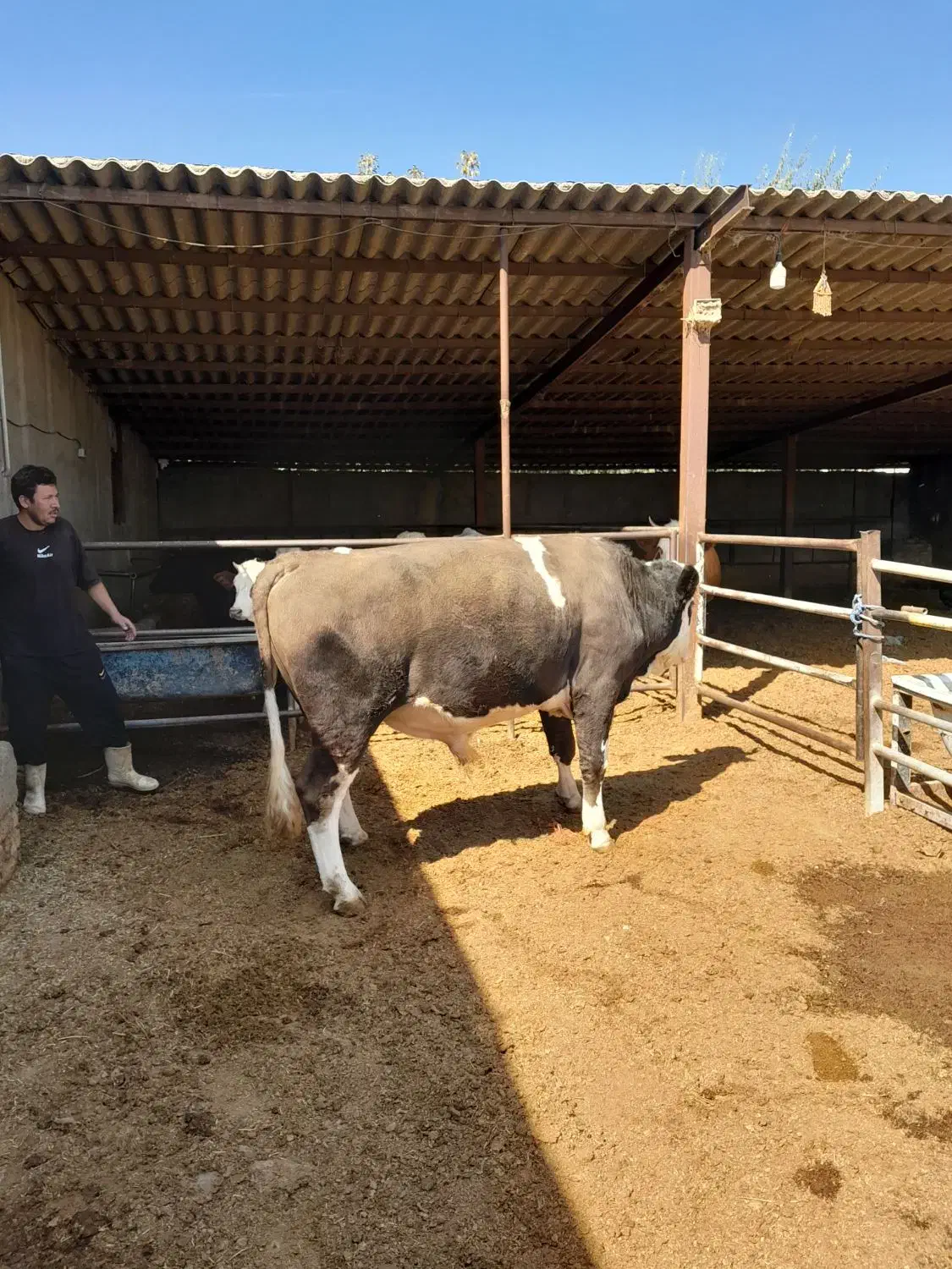 ۲ عدد گوساله نر|حیوانات مزرعه|شاهدشهر, |دیوار