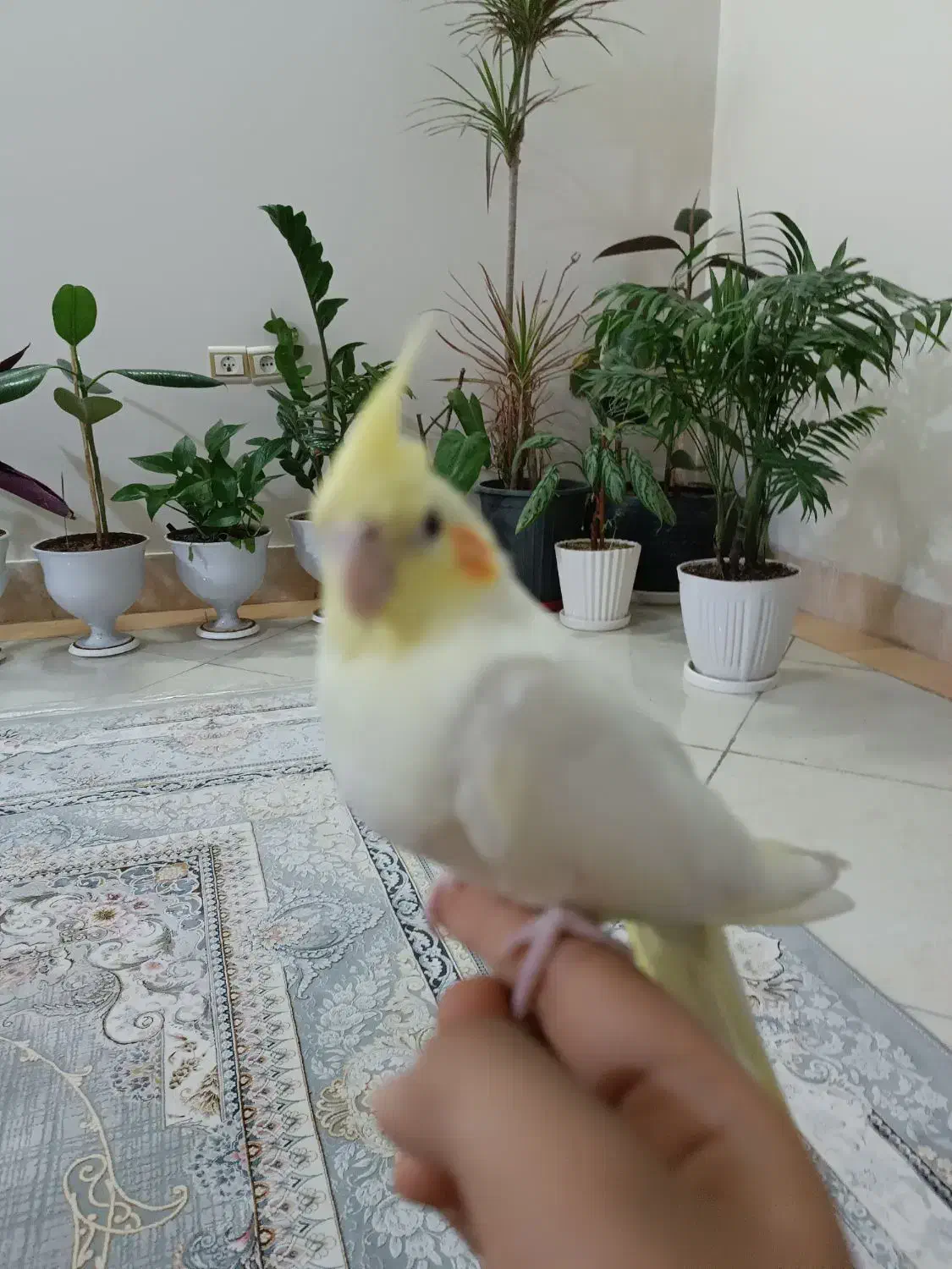 عروس هلندی|پرنده|قم, باغ کرباسی|دیوار