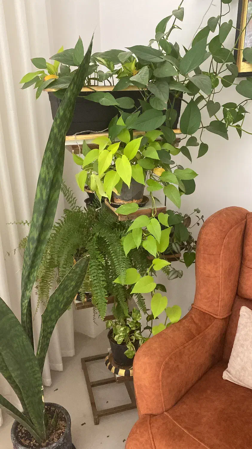 گل طبیعی|گل و گیاه طبیعی|گلبهار, شهر جدید گلبهار|دیوار