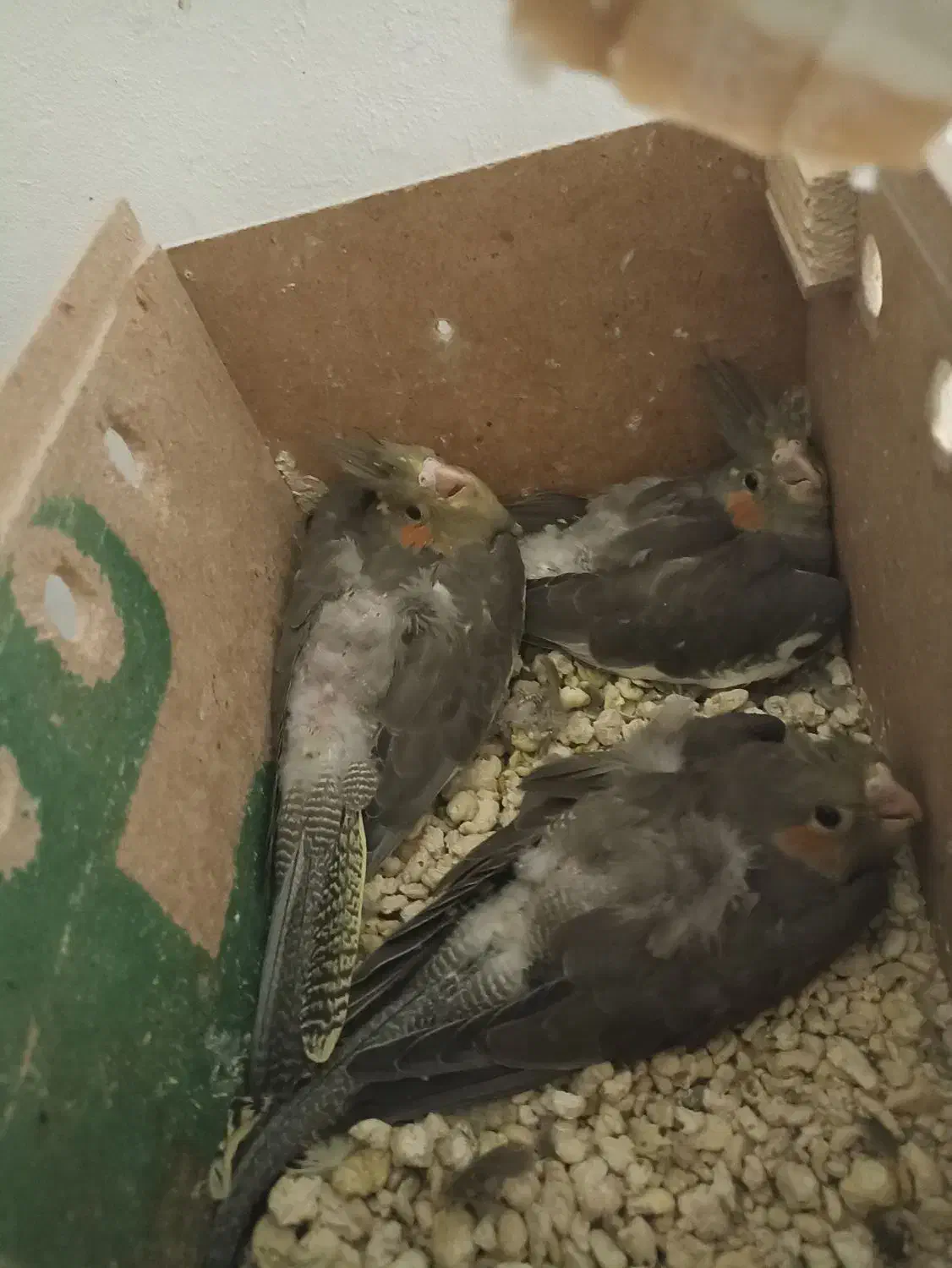 پرنده|پرنده|اهواز, بیست متری شهرداری|دیوار