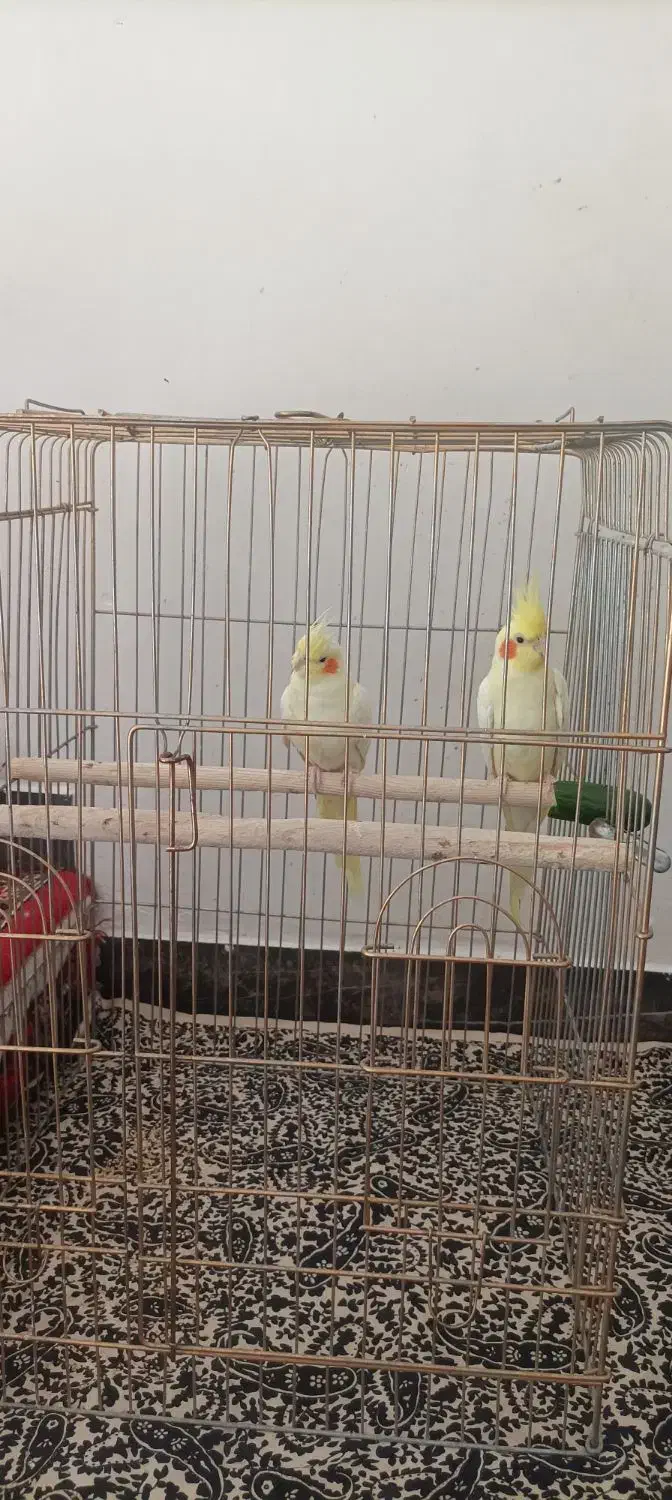 عروس هلندی|پرنده|اهر, |دیوار