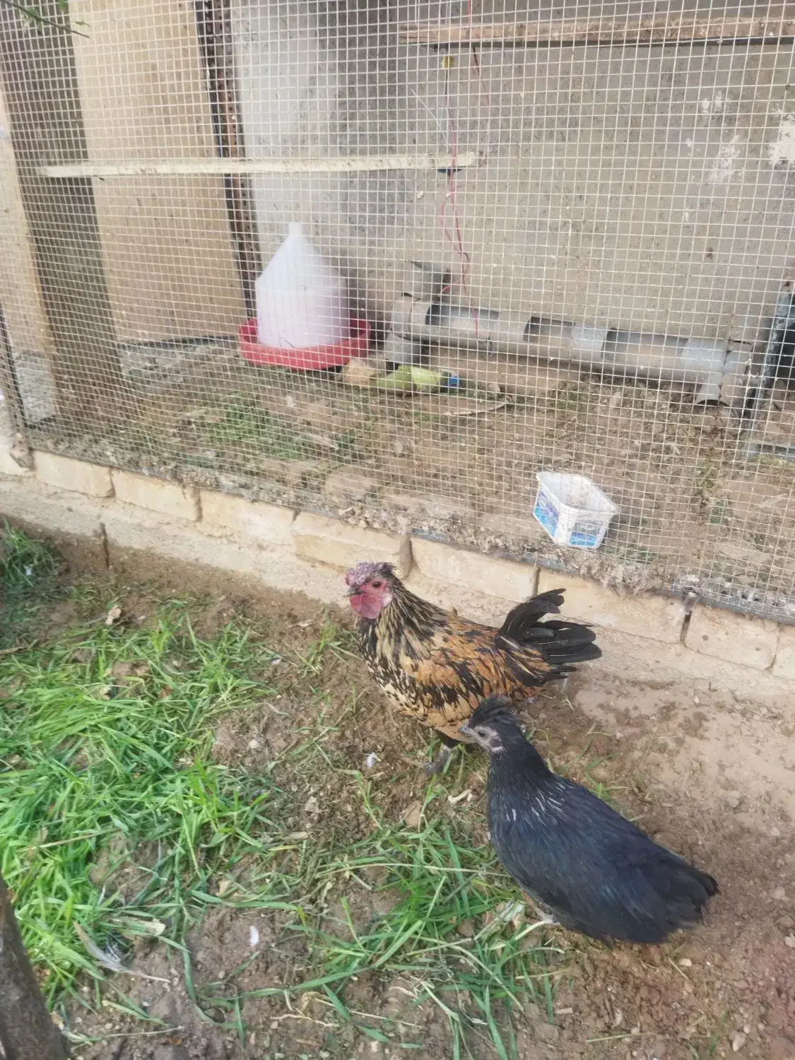 خروس چینی|حیوانات مزرعه|طبس, |دیوار