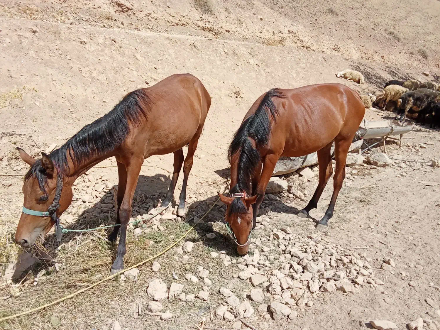 اسب ترکمن|اسب و تجهیزات اسب‌سواری|سنندج, |دیوار