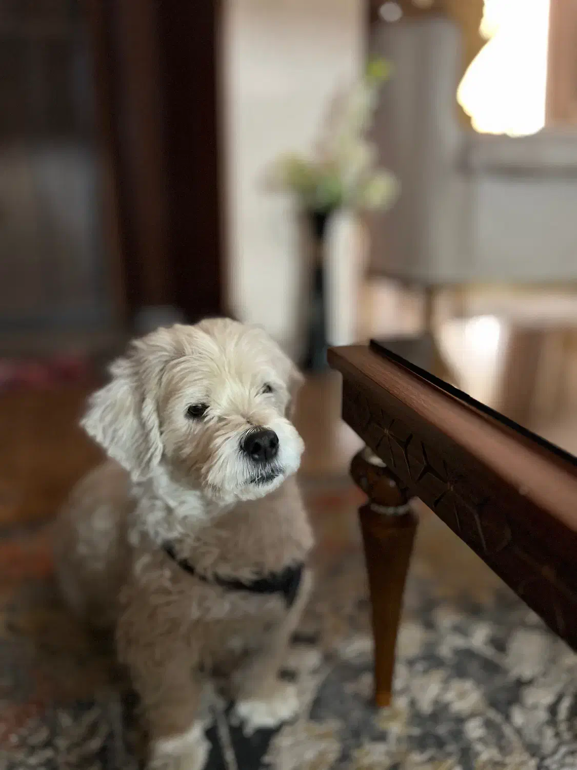 توله سگ شیتزو برای واگذاری|سگ|تربت جام, پاسداران|دیوار