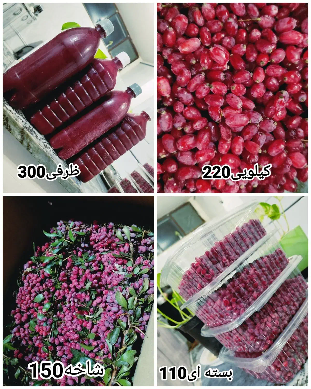 زرشک تازه|عمده‌فروشی|خواف, |دیوار