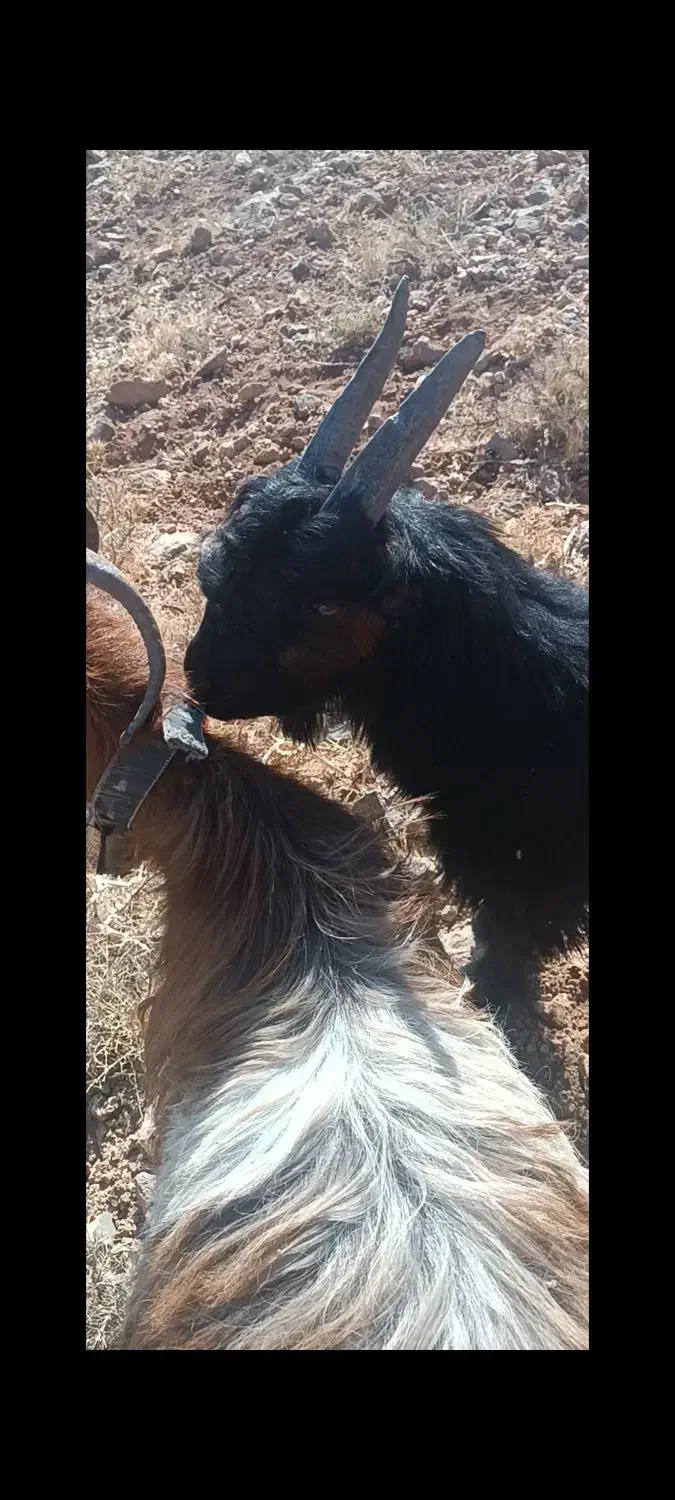 بزغاله تگه|حیوانات مزرعه|سامان, |دیوار