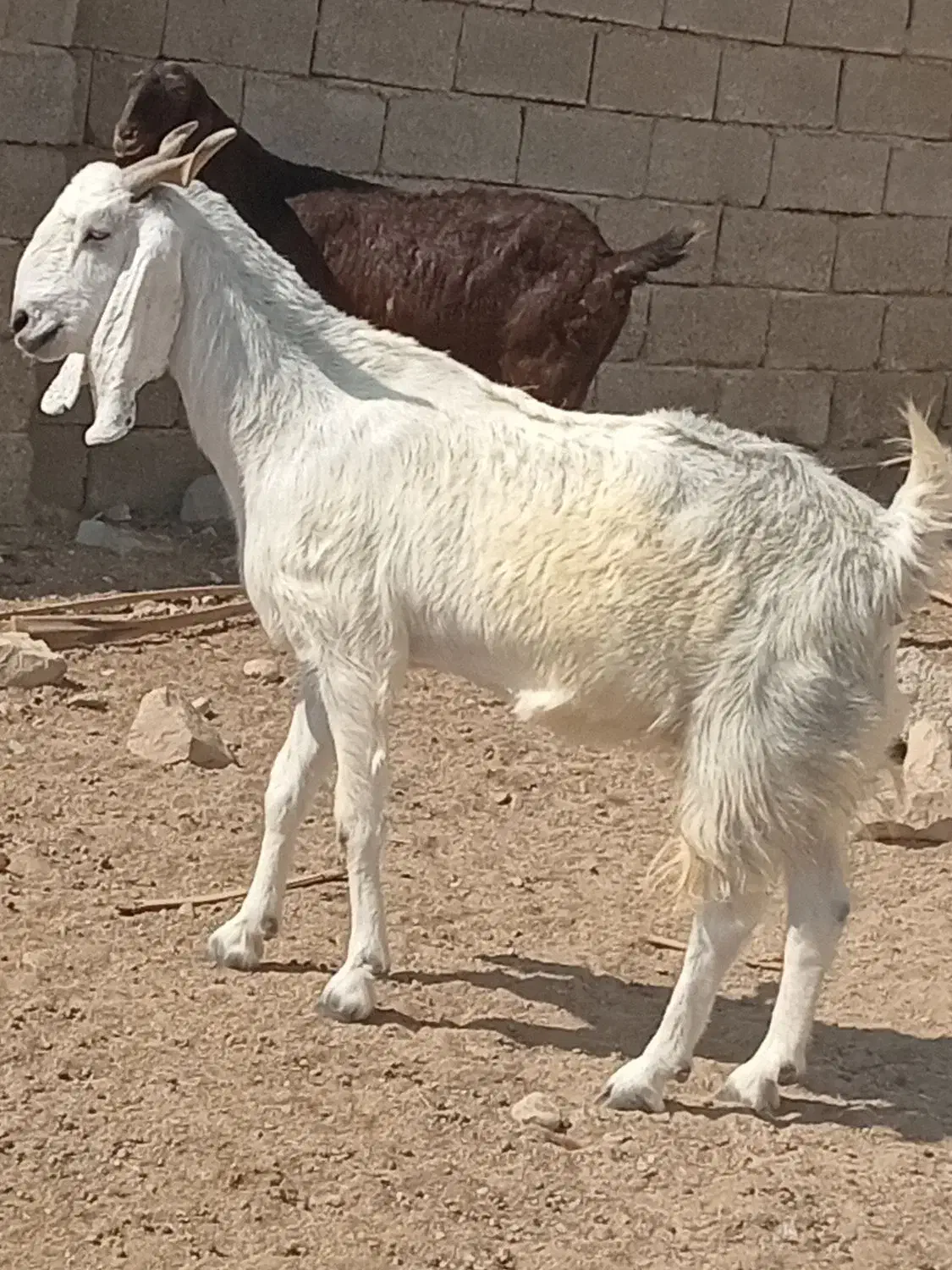 پازن داشتی بز دورگ پاکستانی|حیوانات مزرعه|سعدآباد, |دیوار