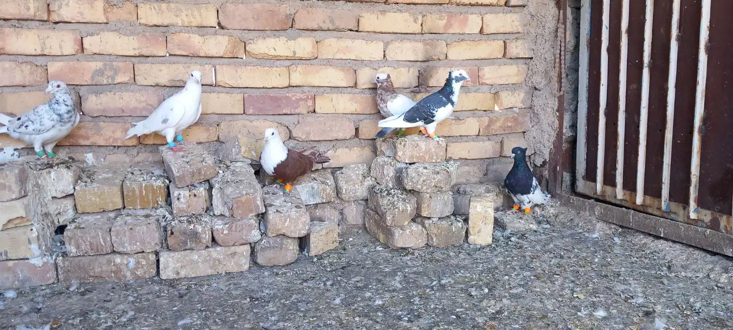 کبوتر رنگی|پرنده|تاکستان, |دیوار