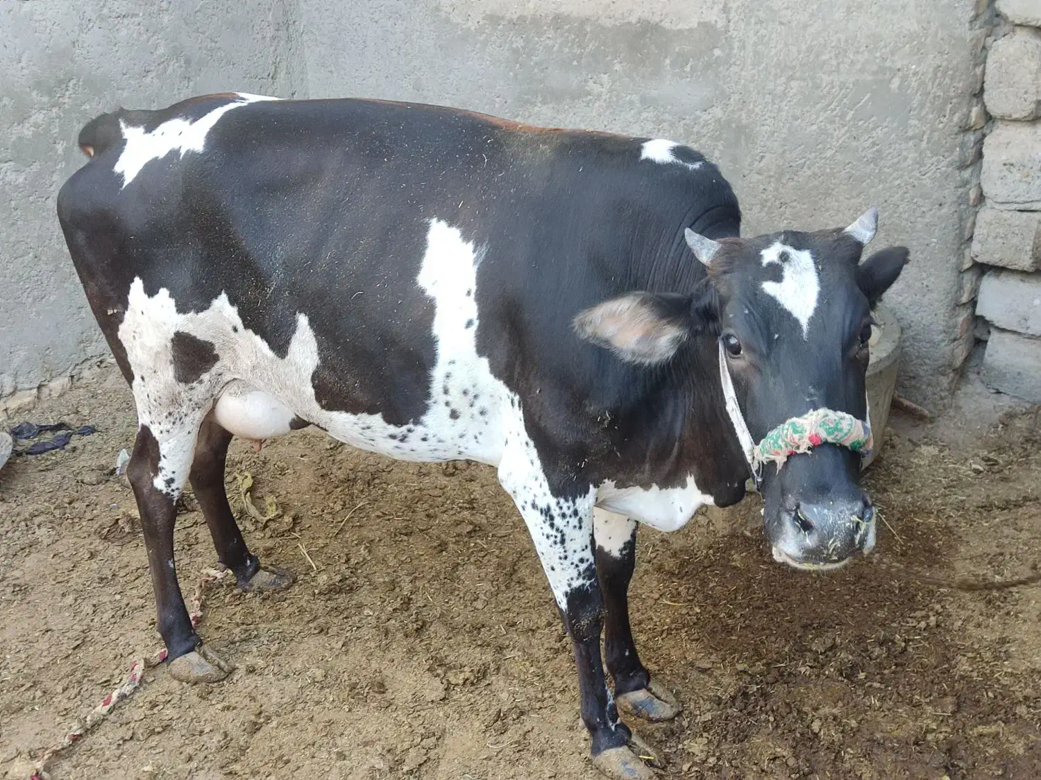 حیوانات مزرعه گاو گوسفند بز|حیوانات مزرعه|زابل, |دیوار